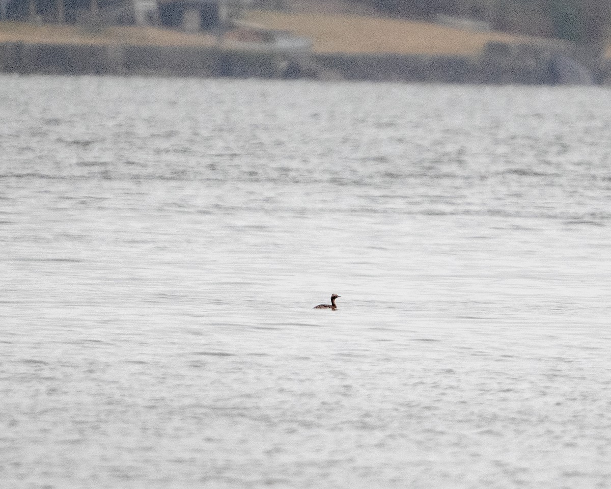 Horned Grebe - Dorrie Holmes