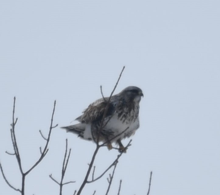 Rough-legged Hawk - ML549552901