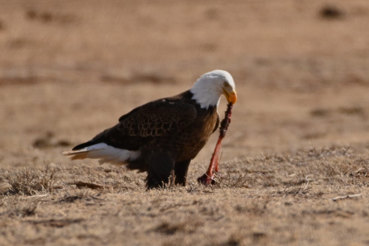 Bald Eagle - ML549552941