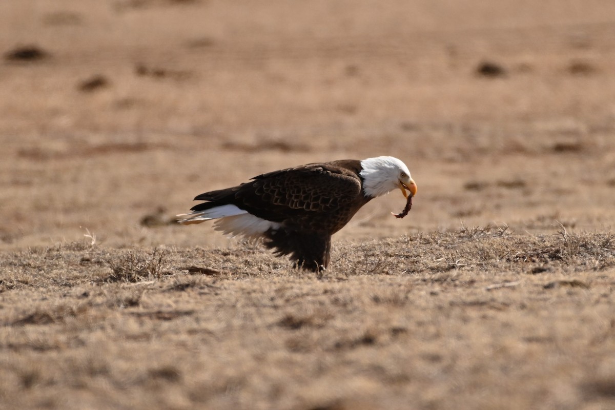 Bald Eagle - ML549552961