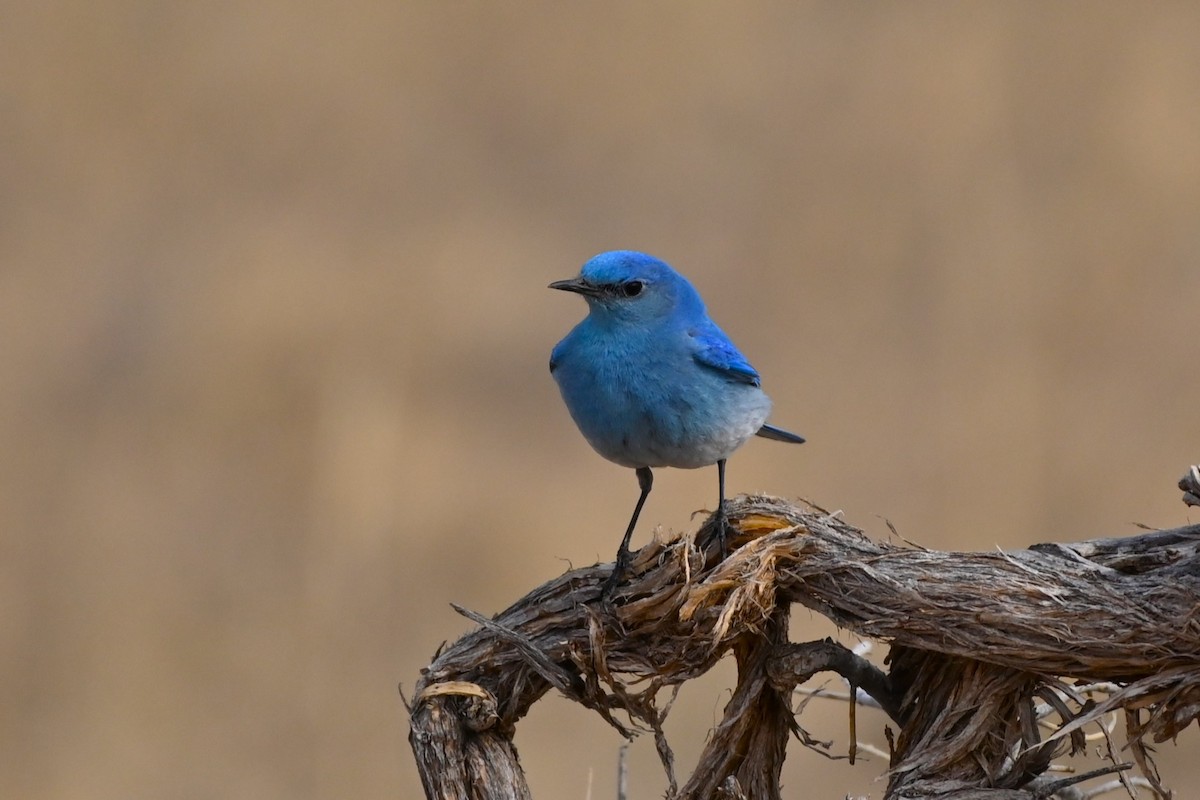 Mountain Bluebird - Brendan Beers