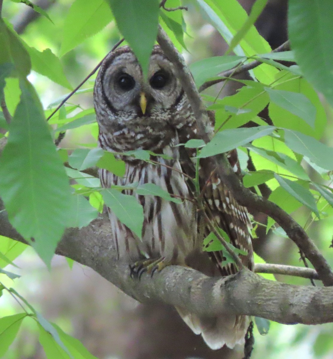 Barred Owl - ML549553241