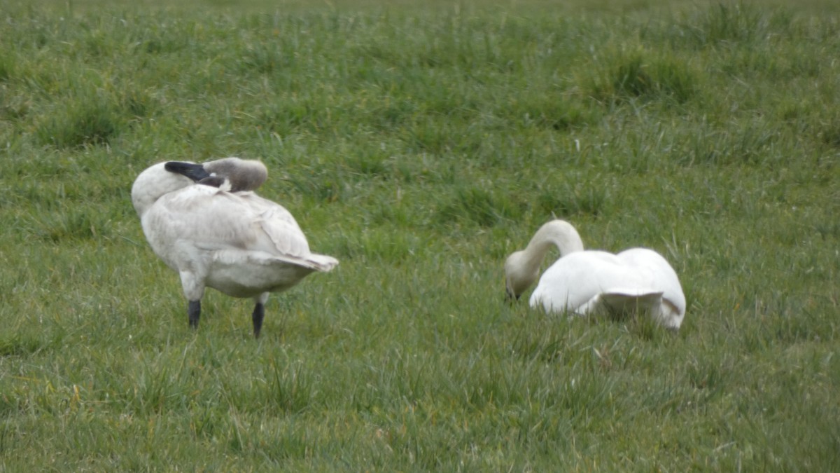 Cisne Trompetero - ML549553311