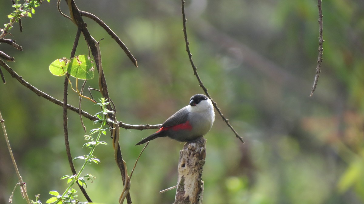 Kandt's Waxbill - ML549554161