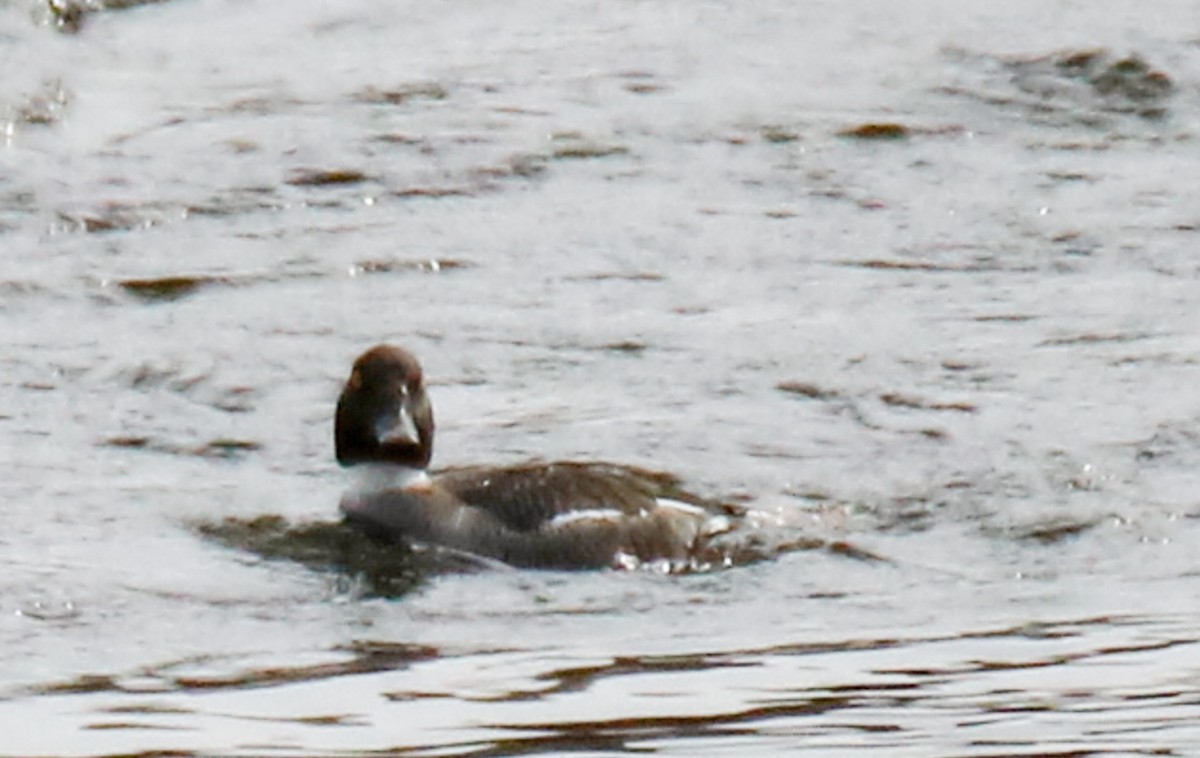 Common Goldeneye - Kelly Krechmer