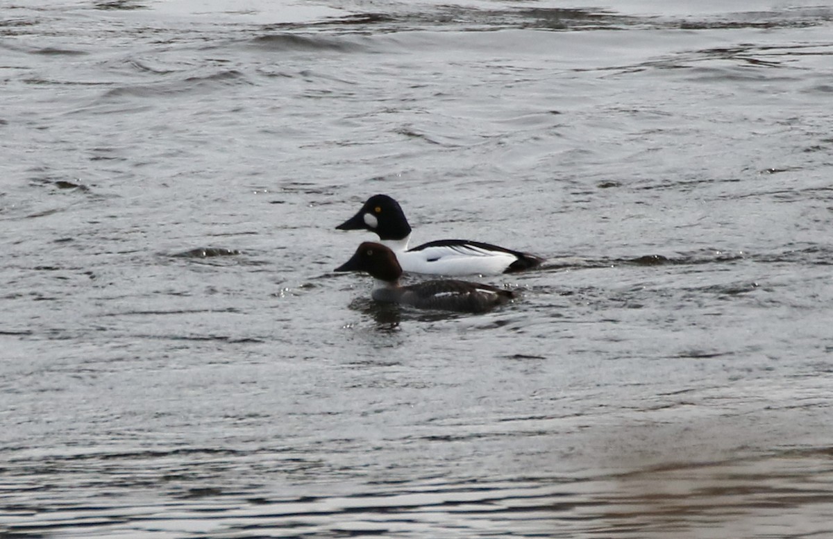 Common Goldeneye - ML549554381