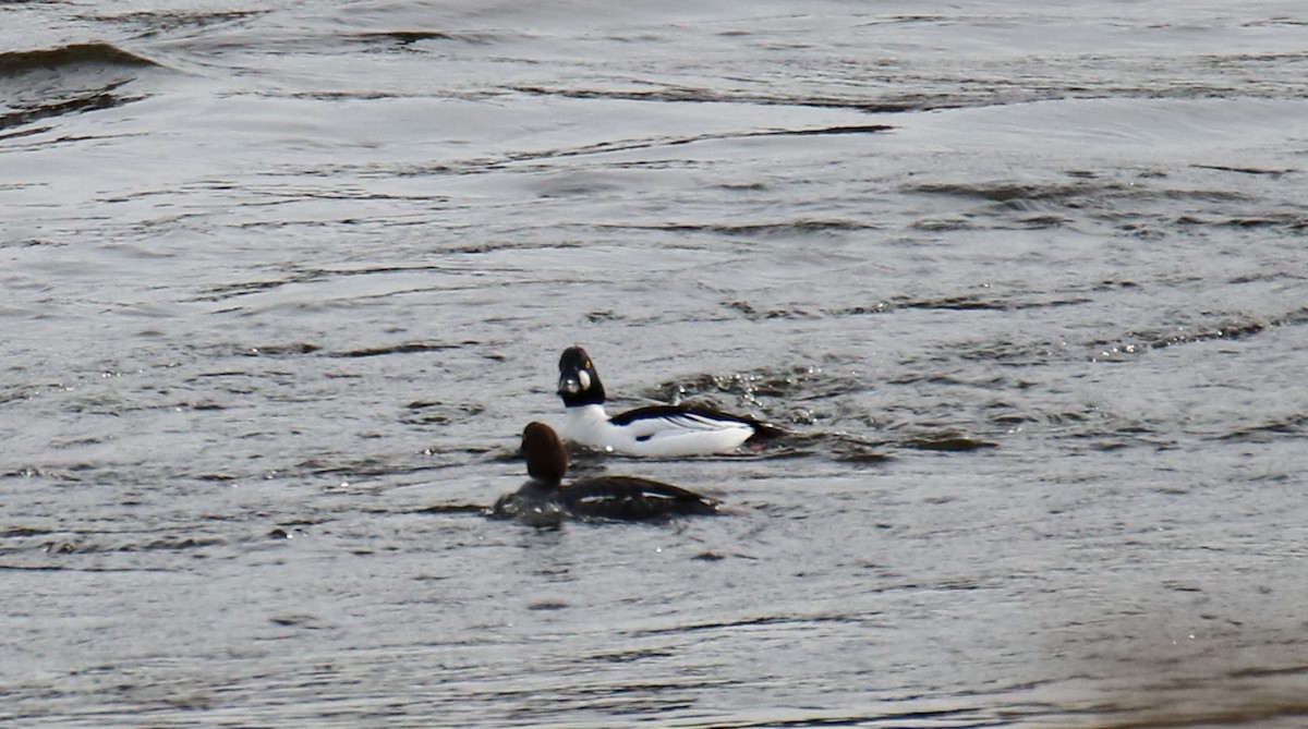 Common Goldeneye - ML549554391