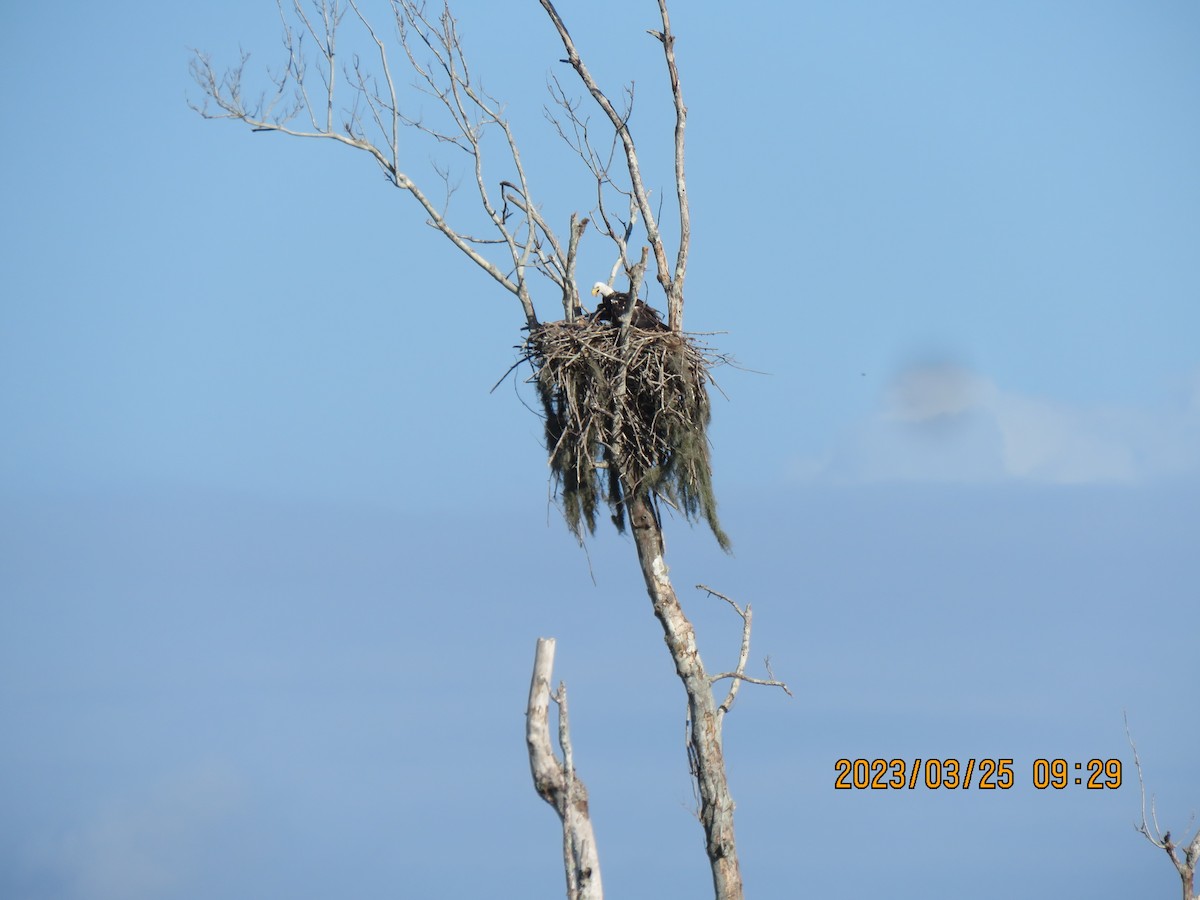 Bald Eagle - ML549554821