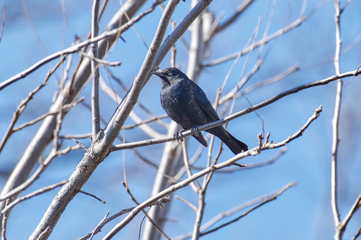 Rusty Blackbird - ML549555441