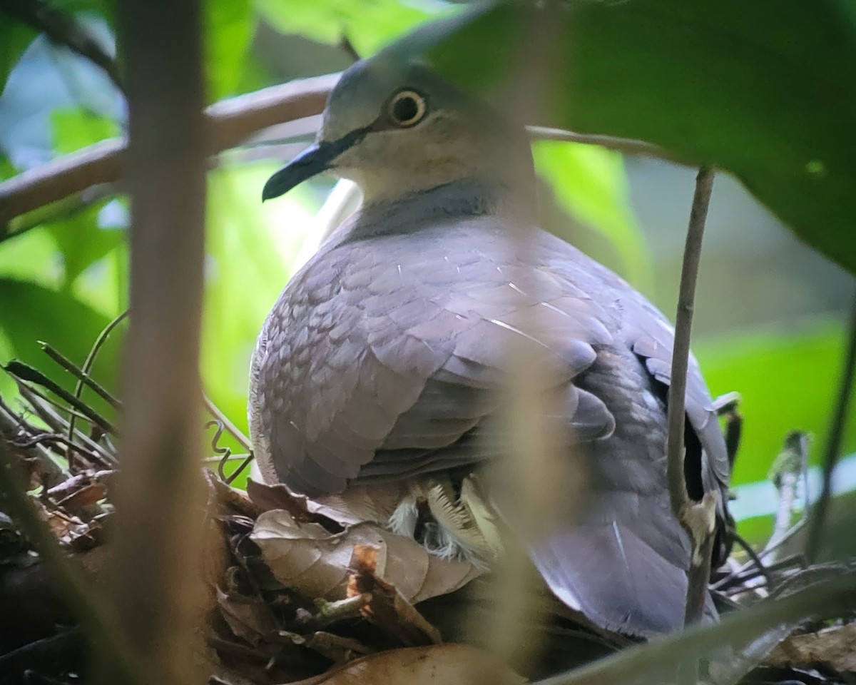 Gray-headed Dove - Donald Pendleton