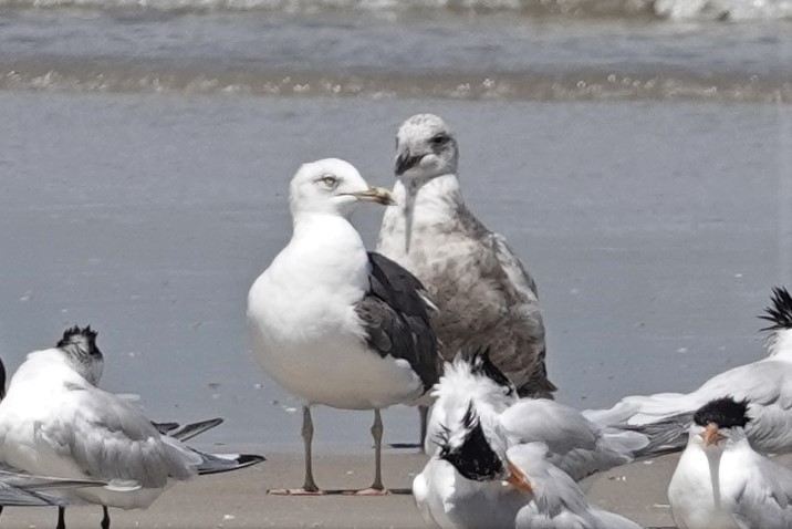 Lesser Black-backed Gull - ML549555991