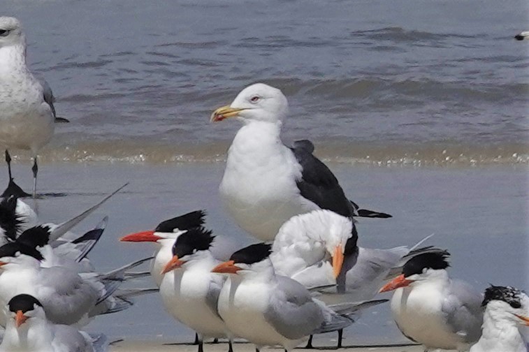 Lesser Black-backed Gull - ML549556001