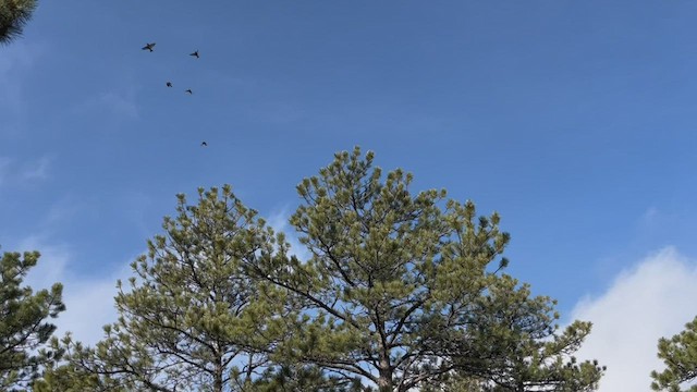 Red Crossbill (Ponderosa Pine or type 2) - ML549557021