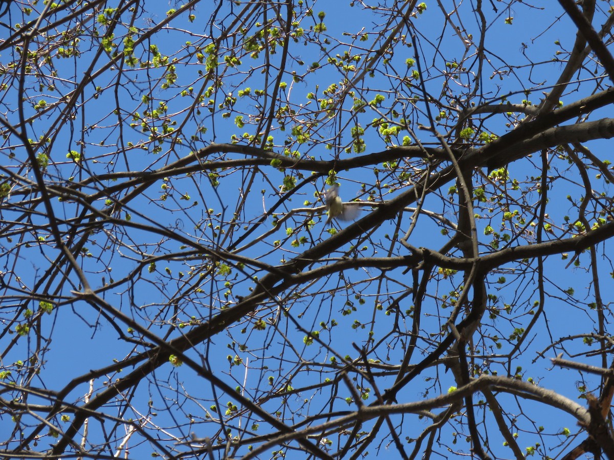 American Goldfinch - Chan Nam