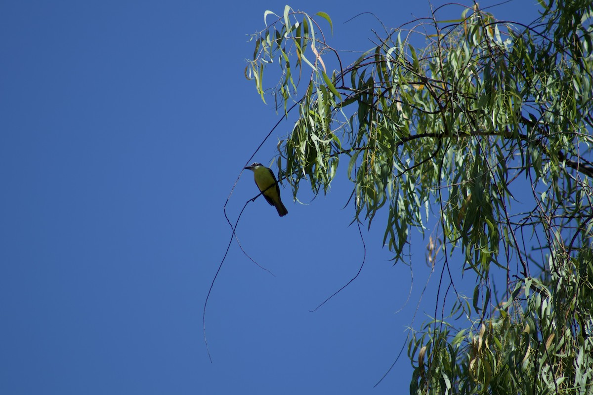 Boat-billed Flycatcher - ML549560091