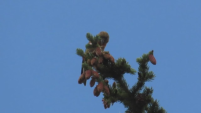 Red Crossbill (Ponderosa Pine or type 2) - ML549560211