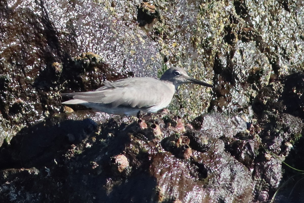 Wandering Tattler - ML549560781