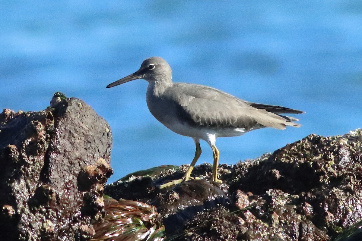 Wandering Tattler - ML549560791