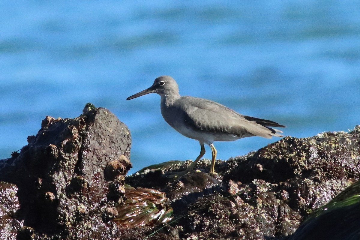 Wandering Tattler - ML549560821