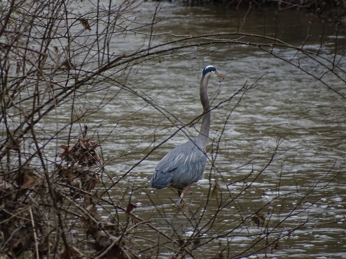 Great Blue Heron - ML549561261