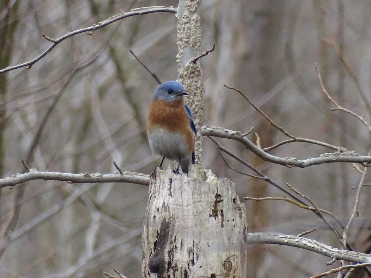 Eastern Bluebird - ML549561481