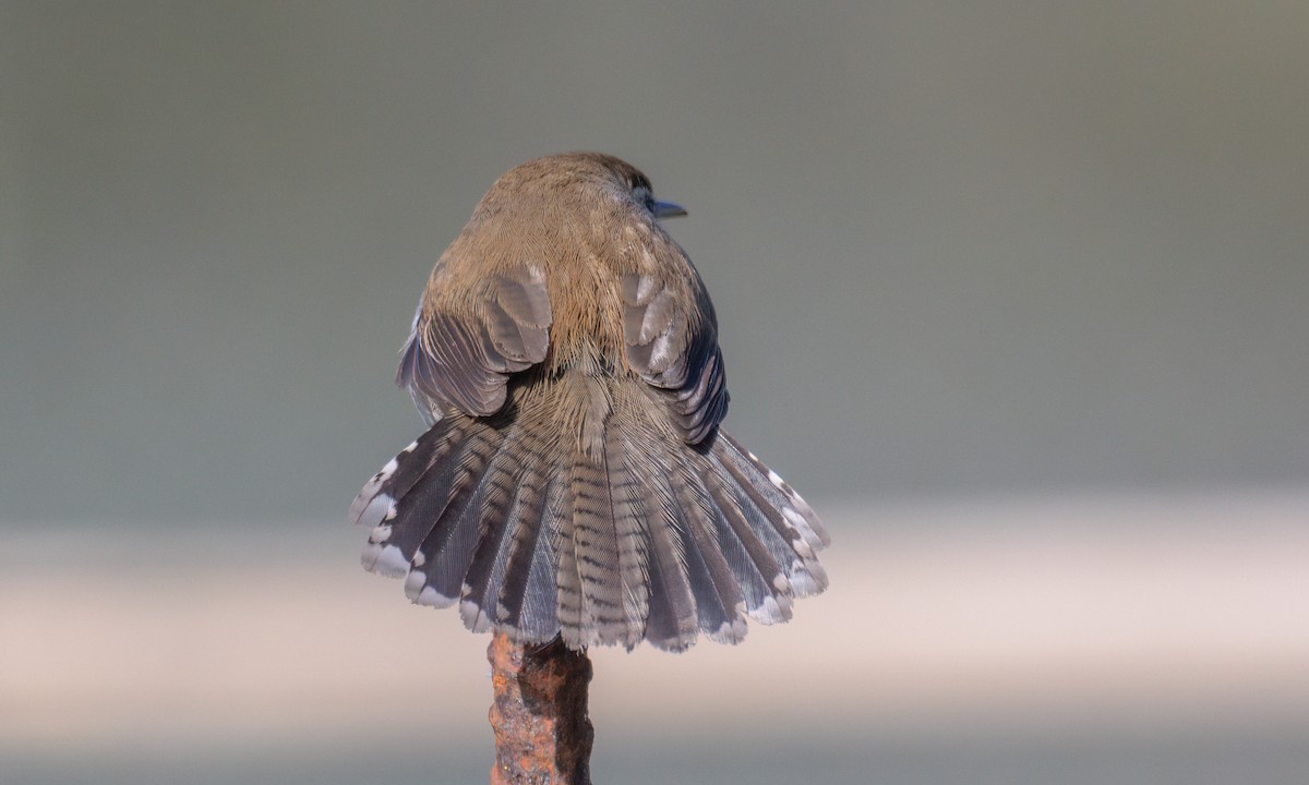 Bewick's Wren - ML549561961