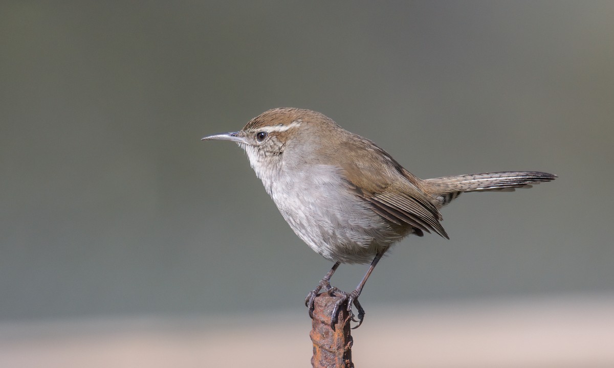 Bewick's Wren - ML549561971