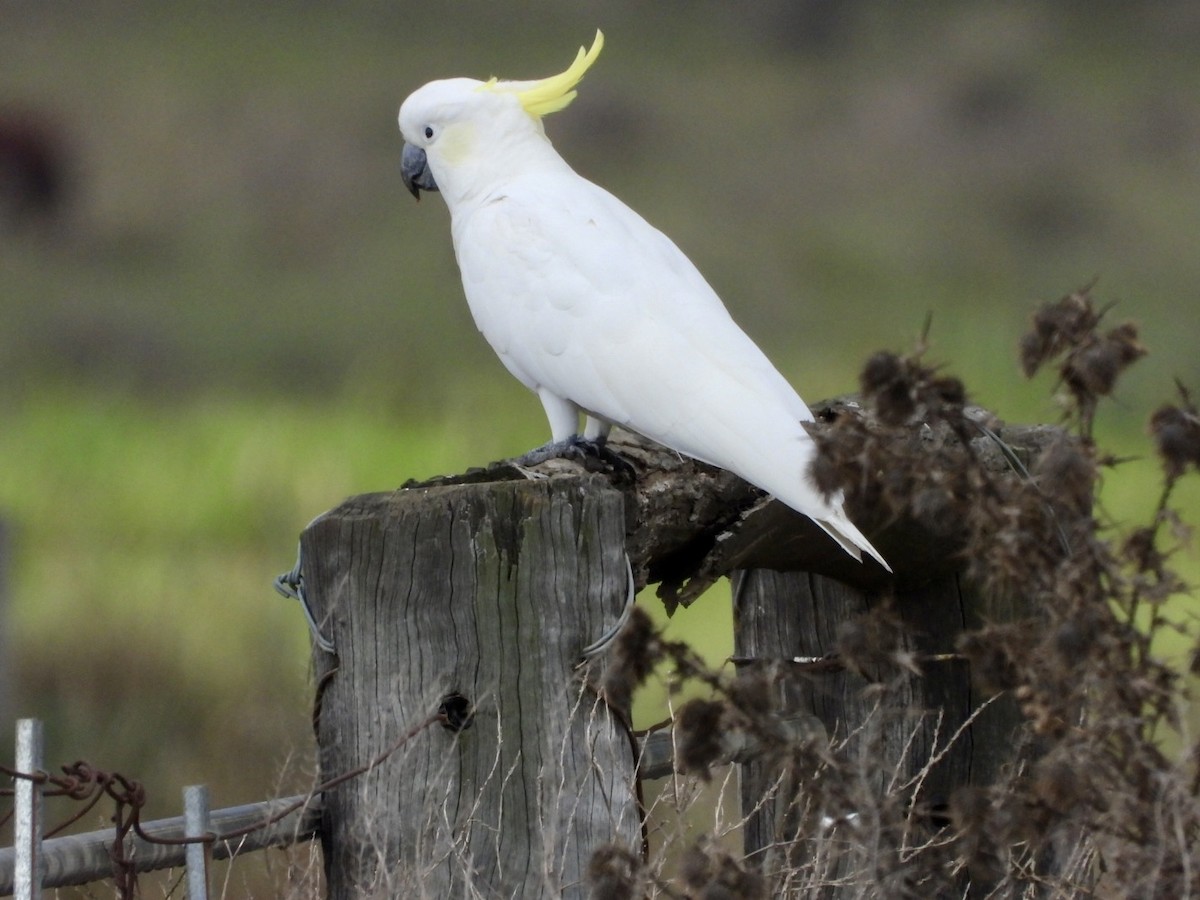 Cacatúa Galerita - ML549562491