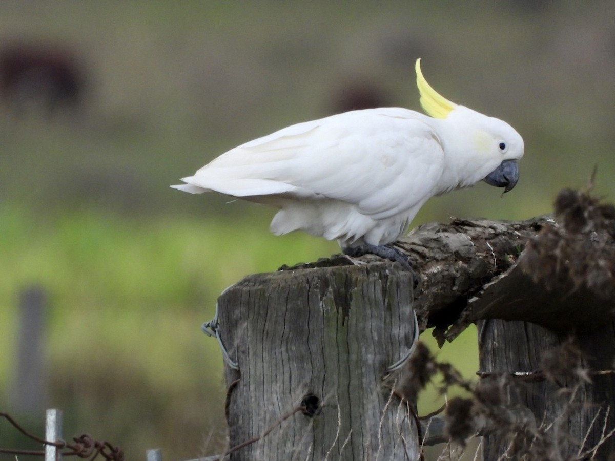 Sulphur-crested Cockatoo - ML549562511