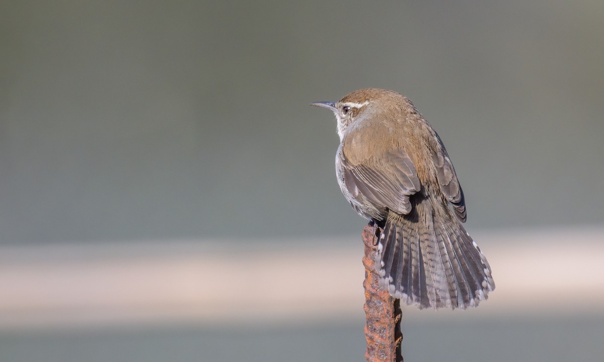 Bewick's Wren - ML549563251