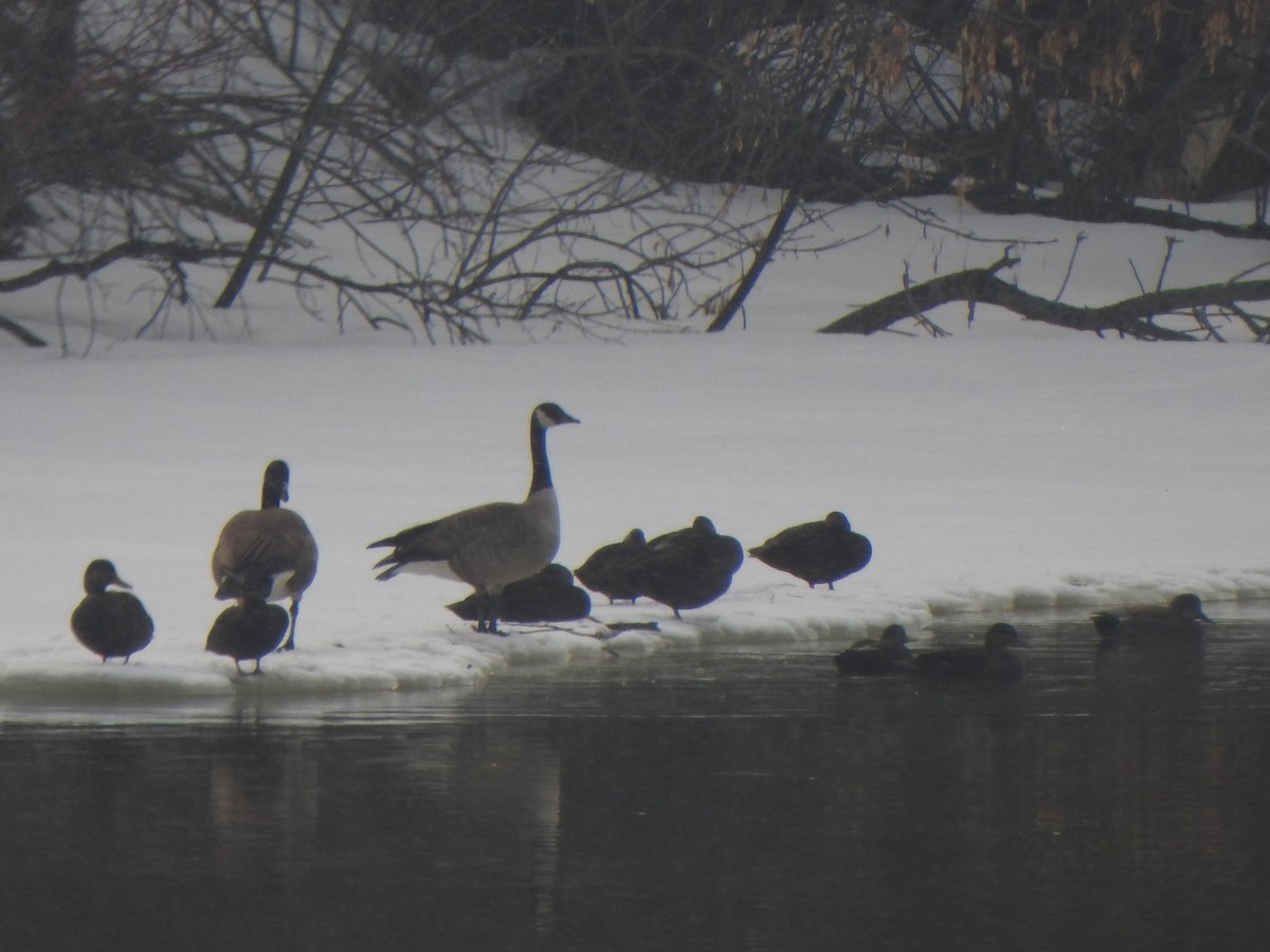 Canada Goose - ML549564061