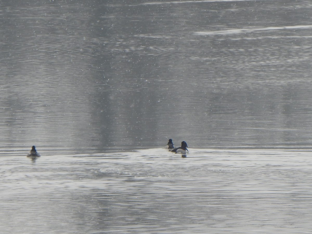 Ring-necked Duck - ML549564341