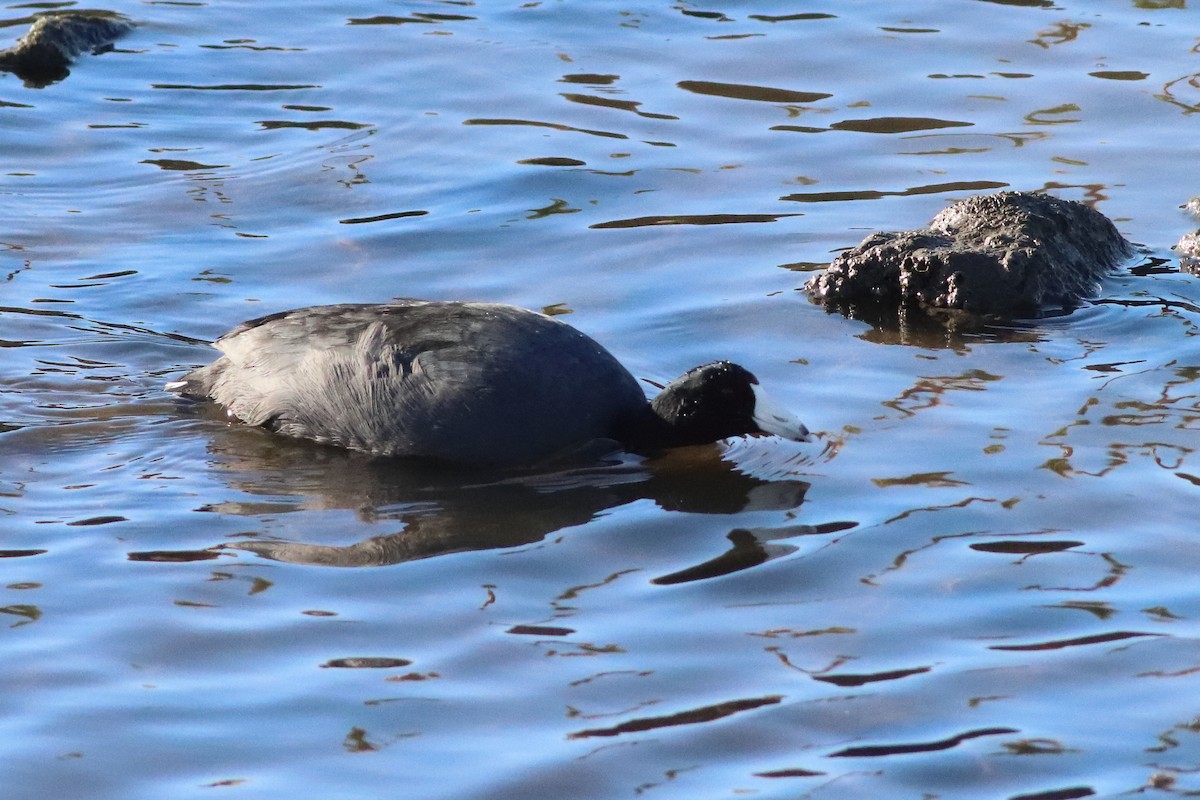 American Coot - ML549564551