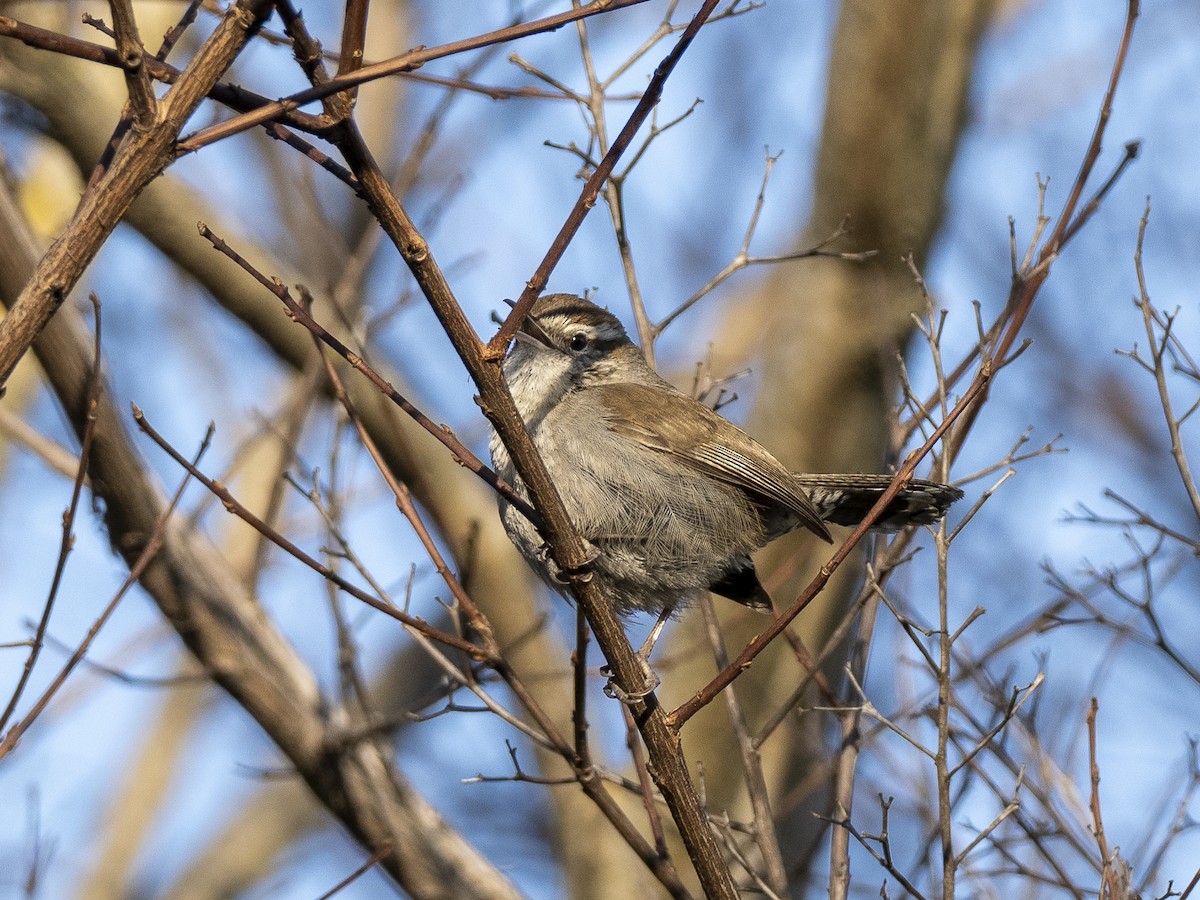 Bewick's Wren - ML549566071