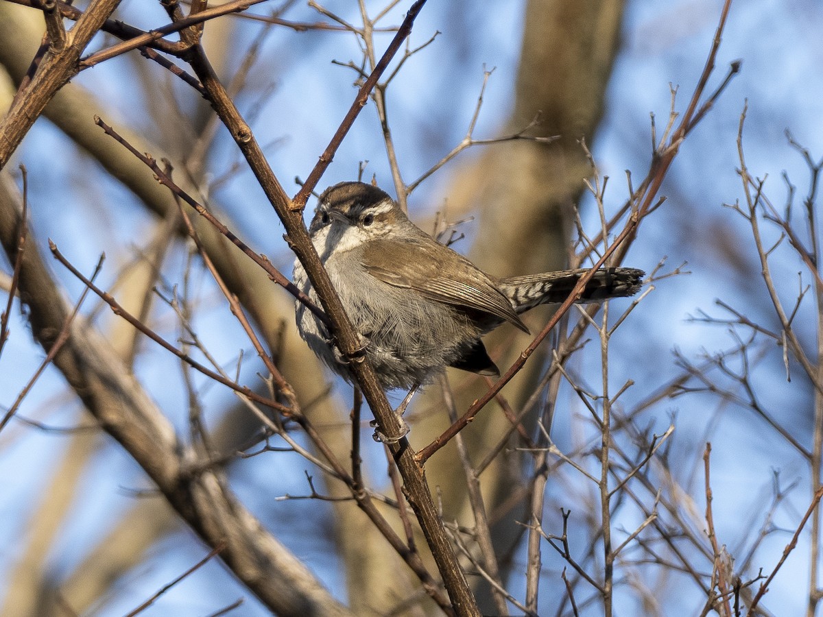 Bewick's Wren - ML549566081