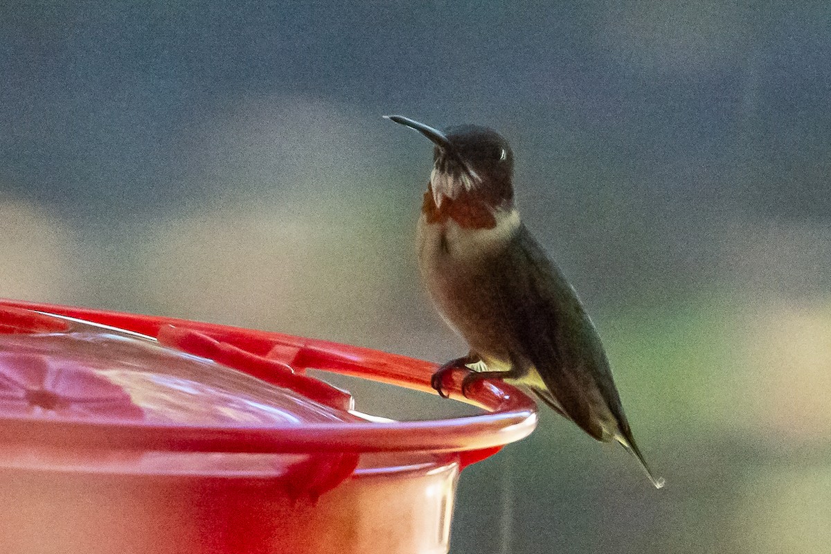 Ruby-throated Hummingbird - Gabrielle Harrison