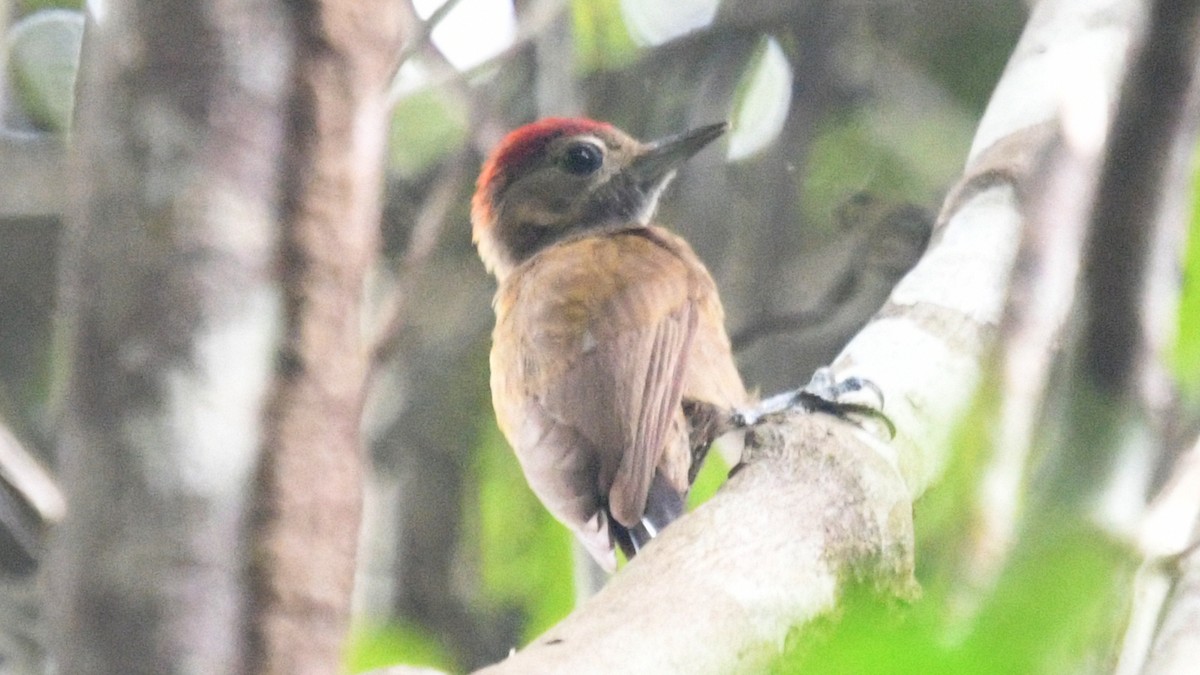 Smoky-brown Woodpecker - ML549566301