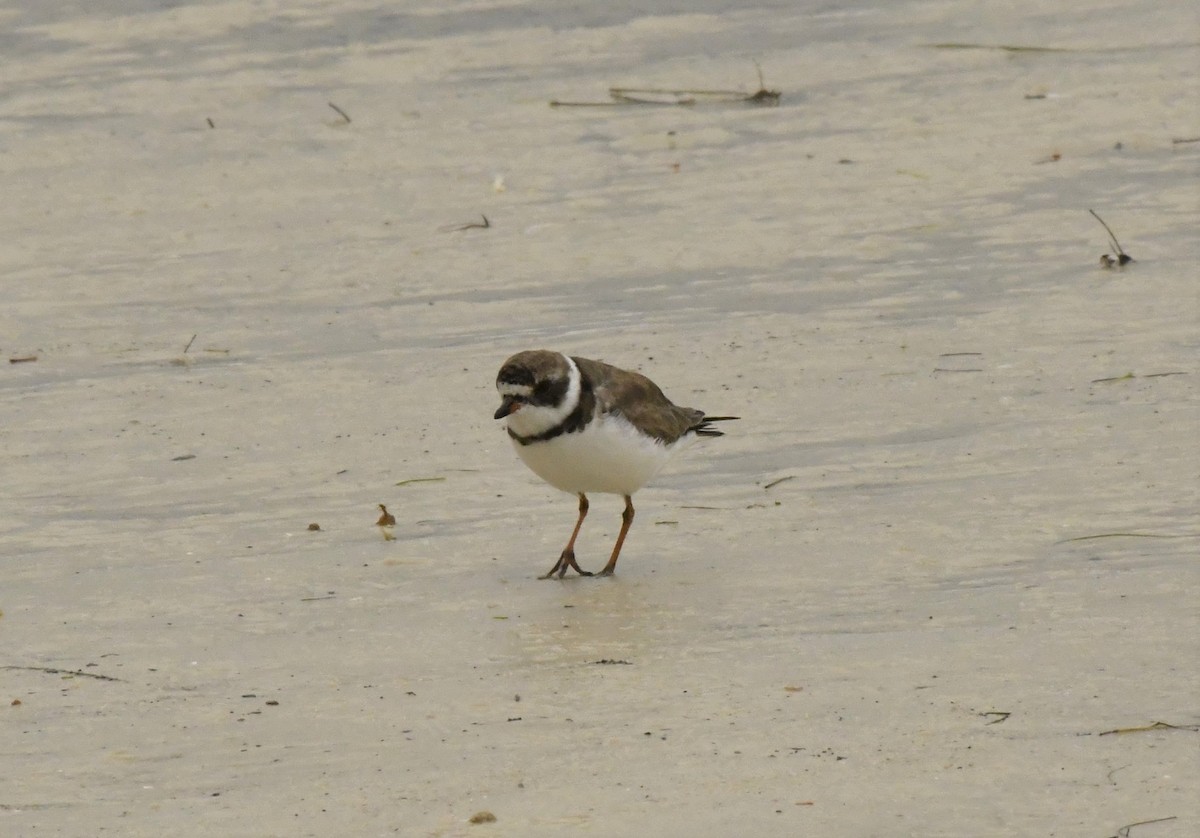 Semipalmated Plover - Gallus Quigley