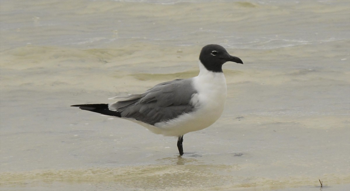 Laughing Gull - ML549567741