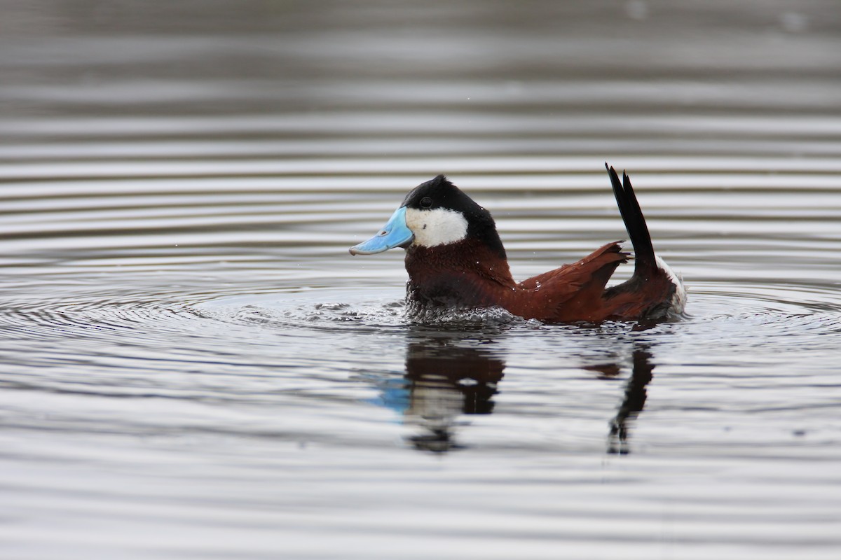 Ruddy Duck - Scott Carpenter