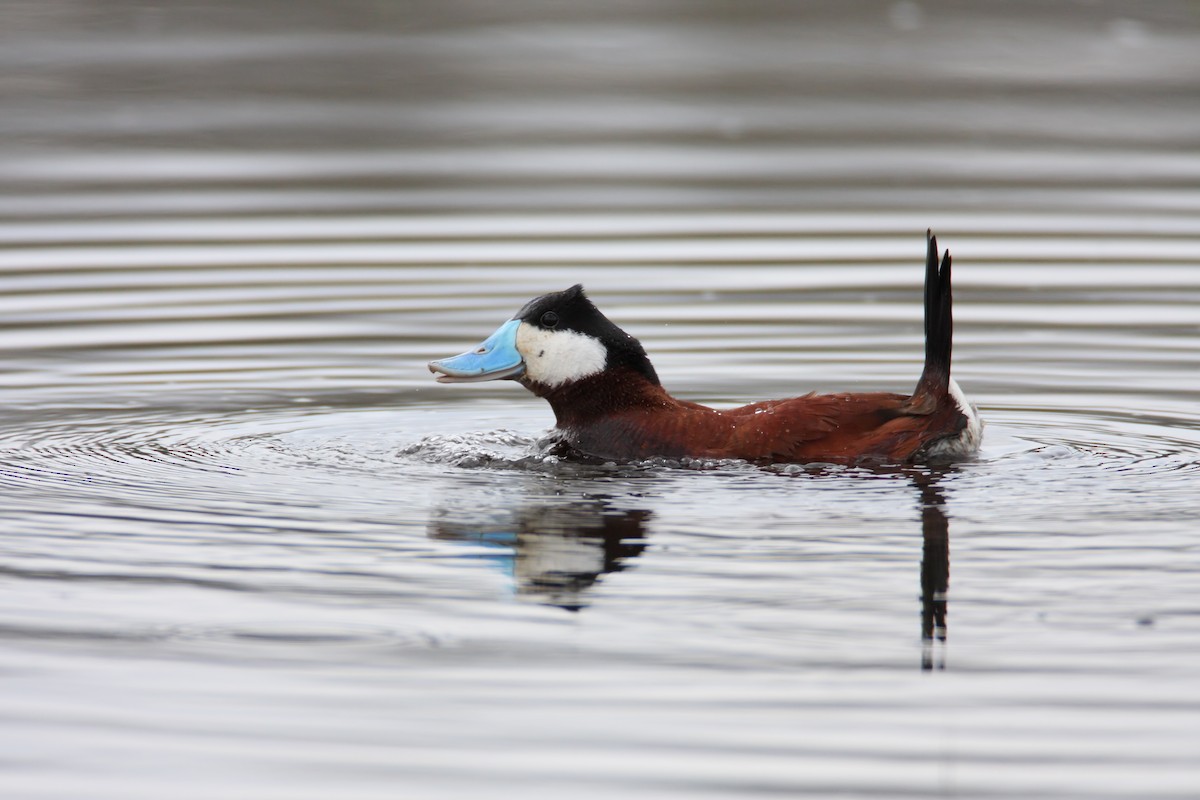 Ruddy Duck - ML549569171