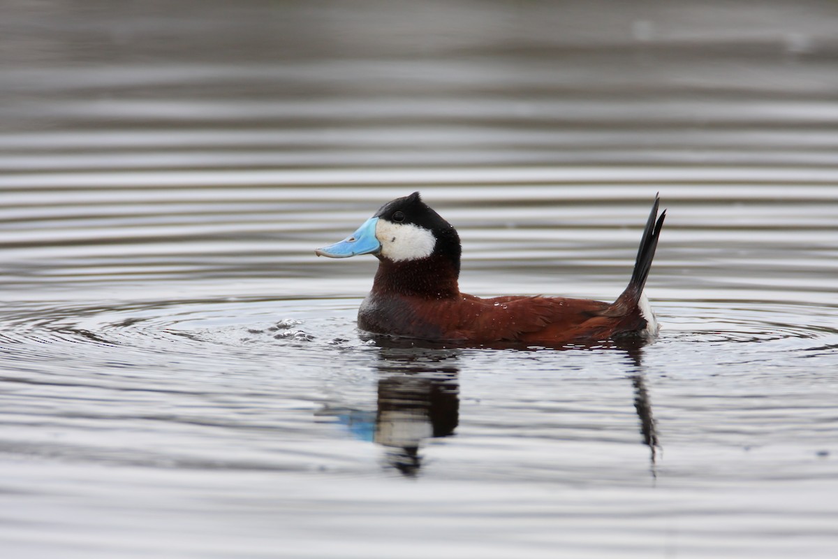 Ruddy Duck - Scott Carpenter