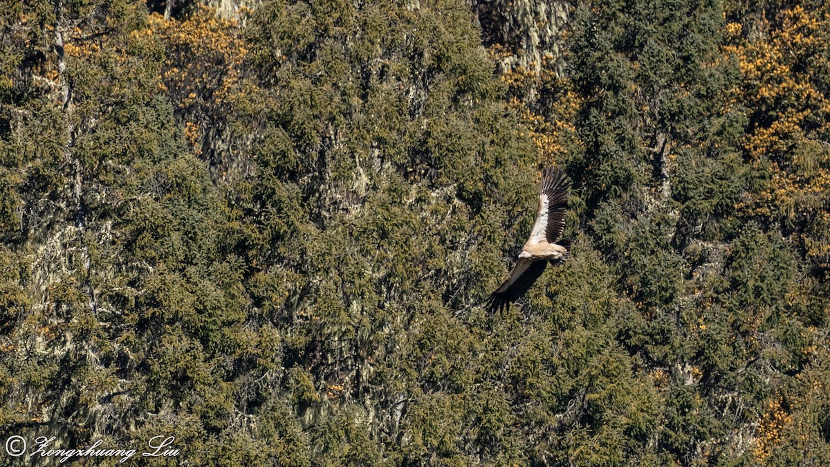 Himalayan Griffon - ML549569571