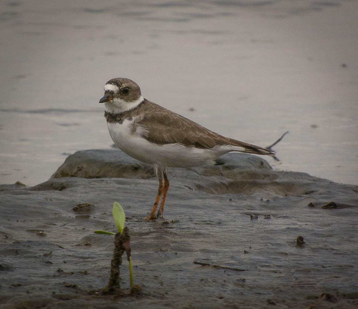 Semipalmated Plover - ML549569621