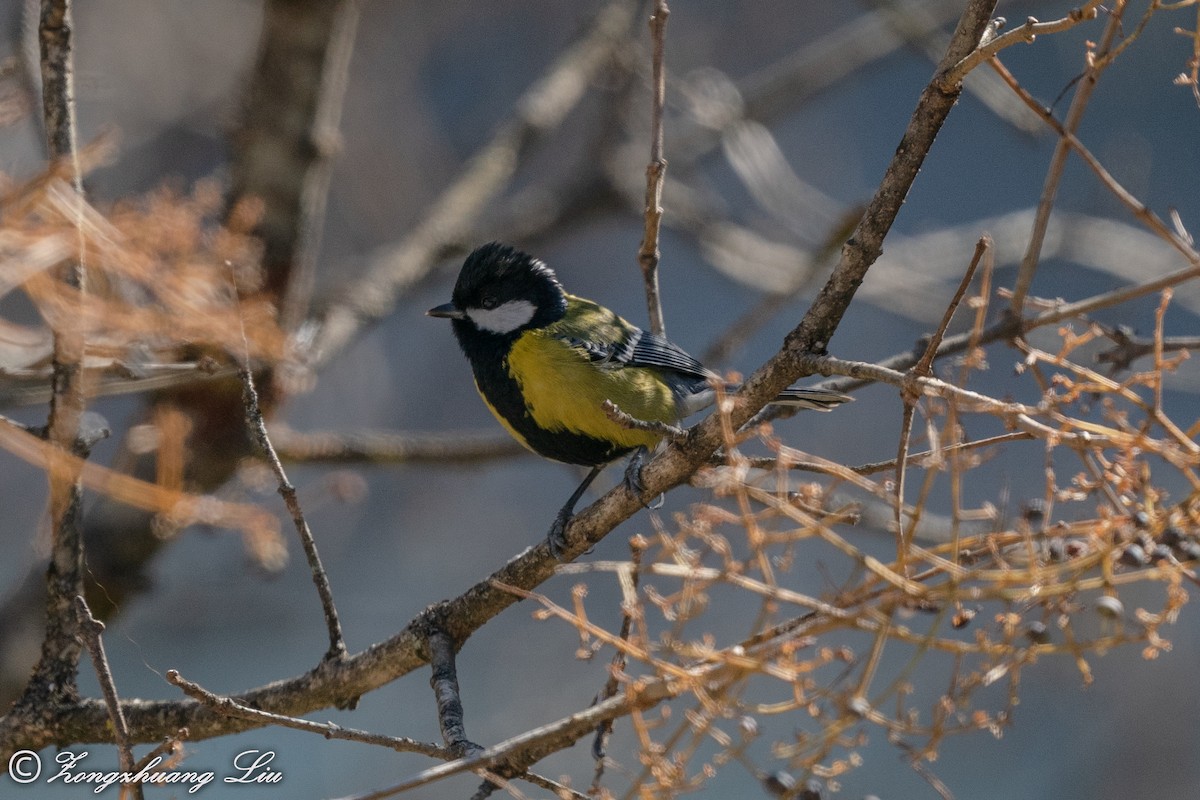 Green-backed Tit - ML549569691