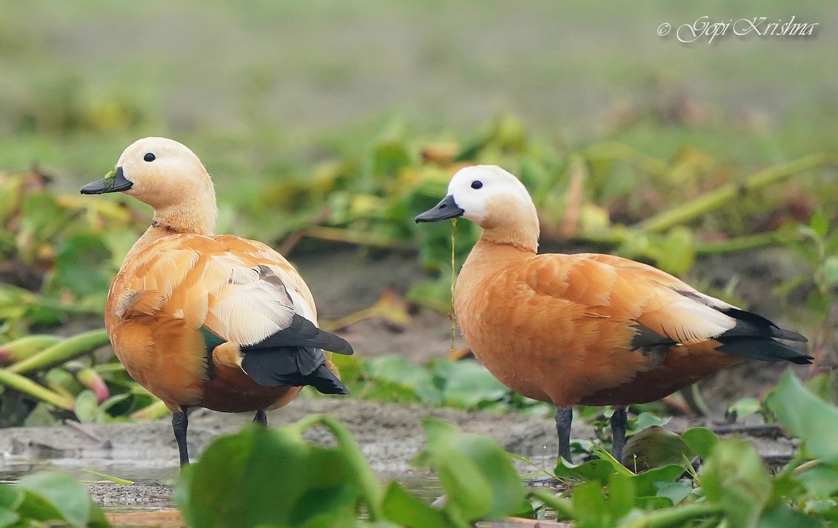 Ruddy Shelduck - ML549569701