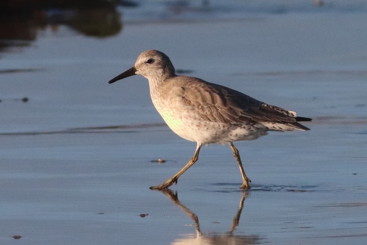 Red Knot - ML549569721
