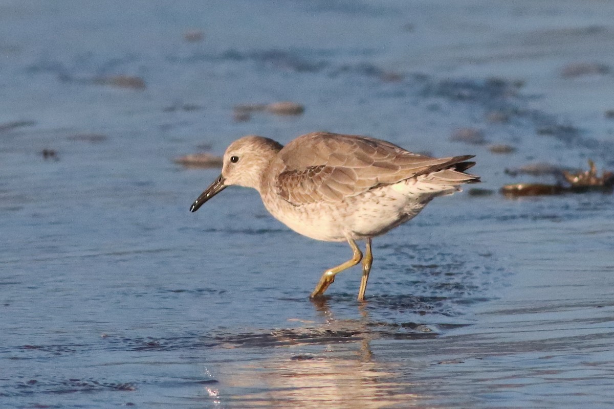 Red Knot - ML549569731