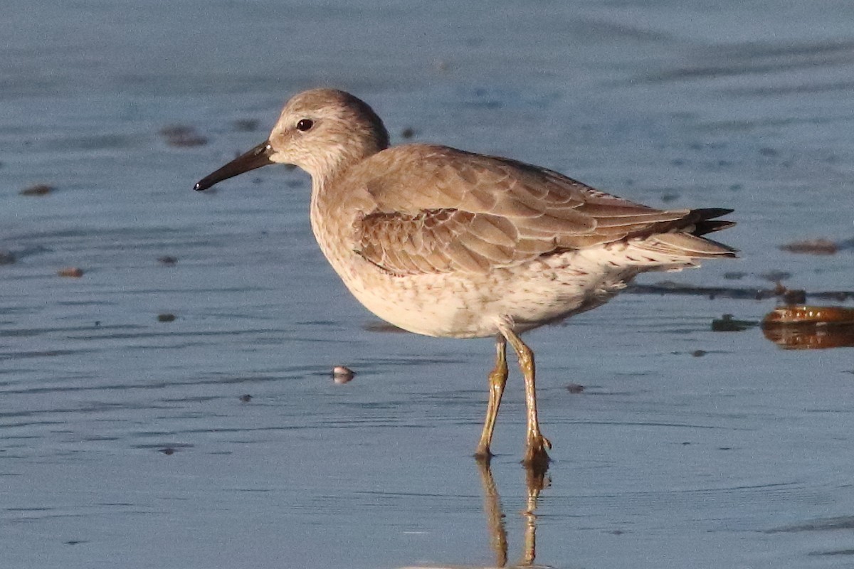 Red Knot - ML549569741