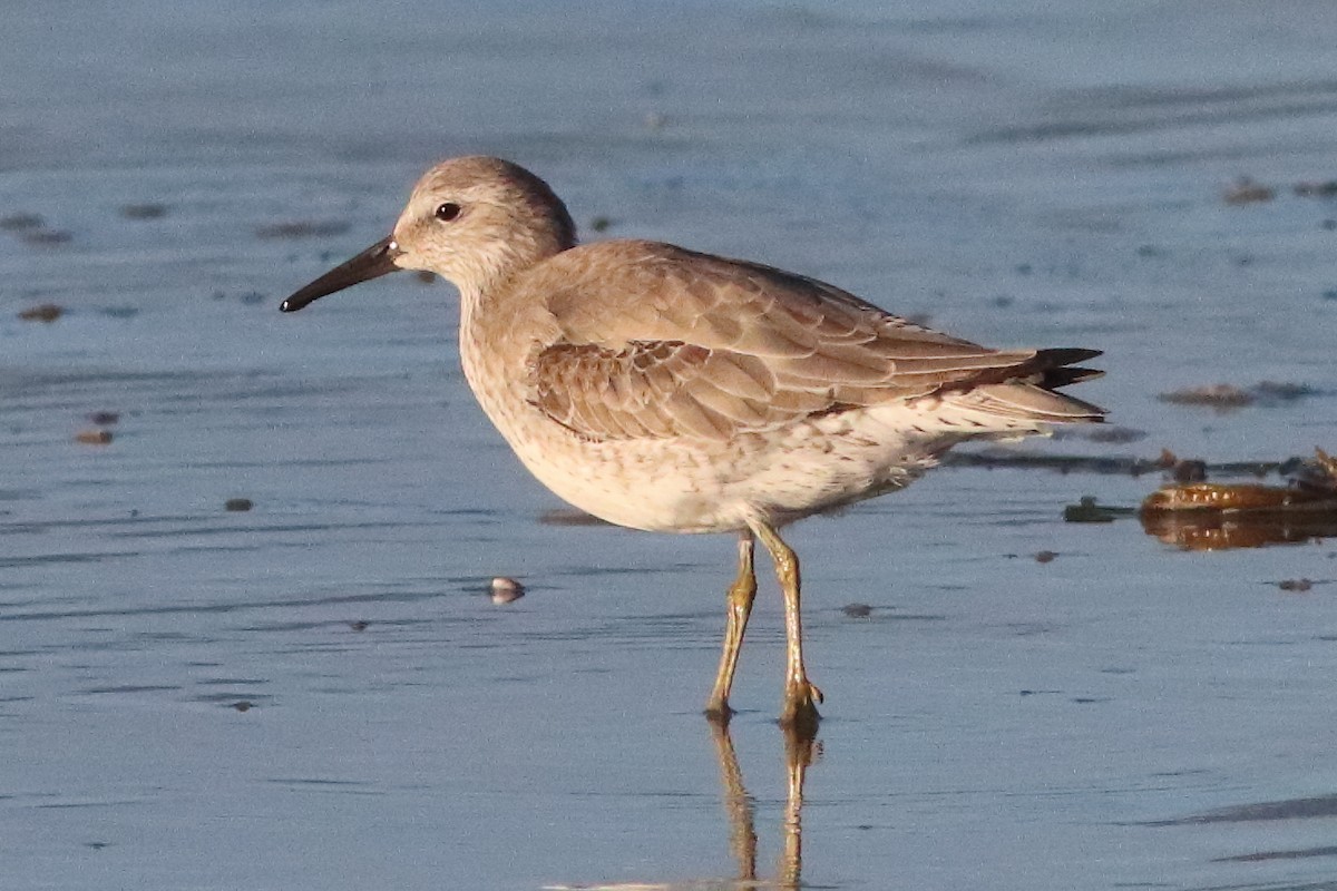 Red Knot - ML549569751
